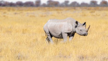 Five-Day-Old White Rhino Calf Dies From Internal Injuries